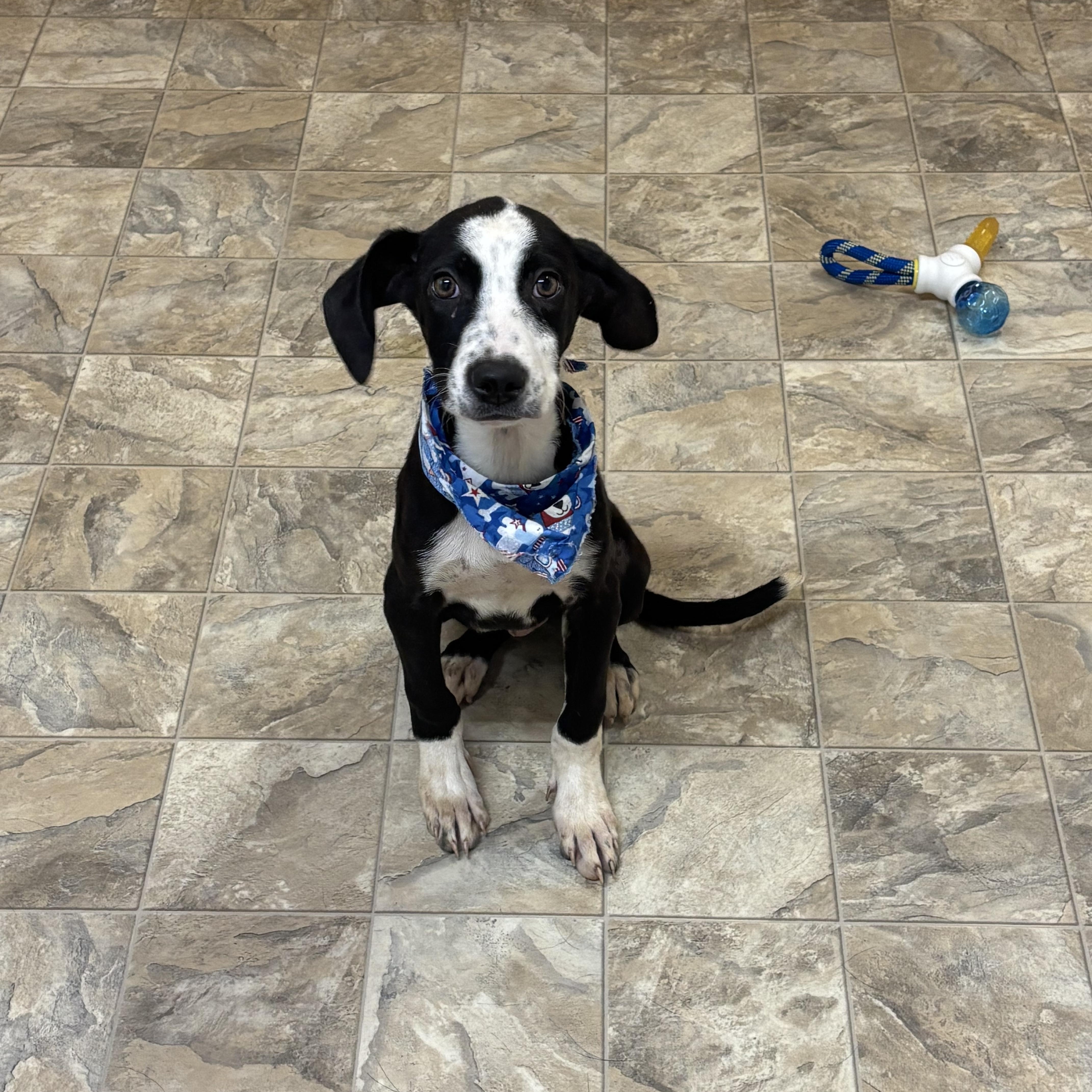 Tyson, Adoptable, Young Male Terrier.