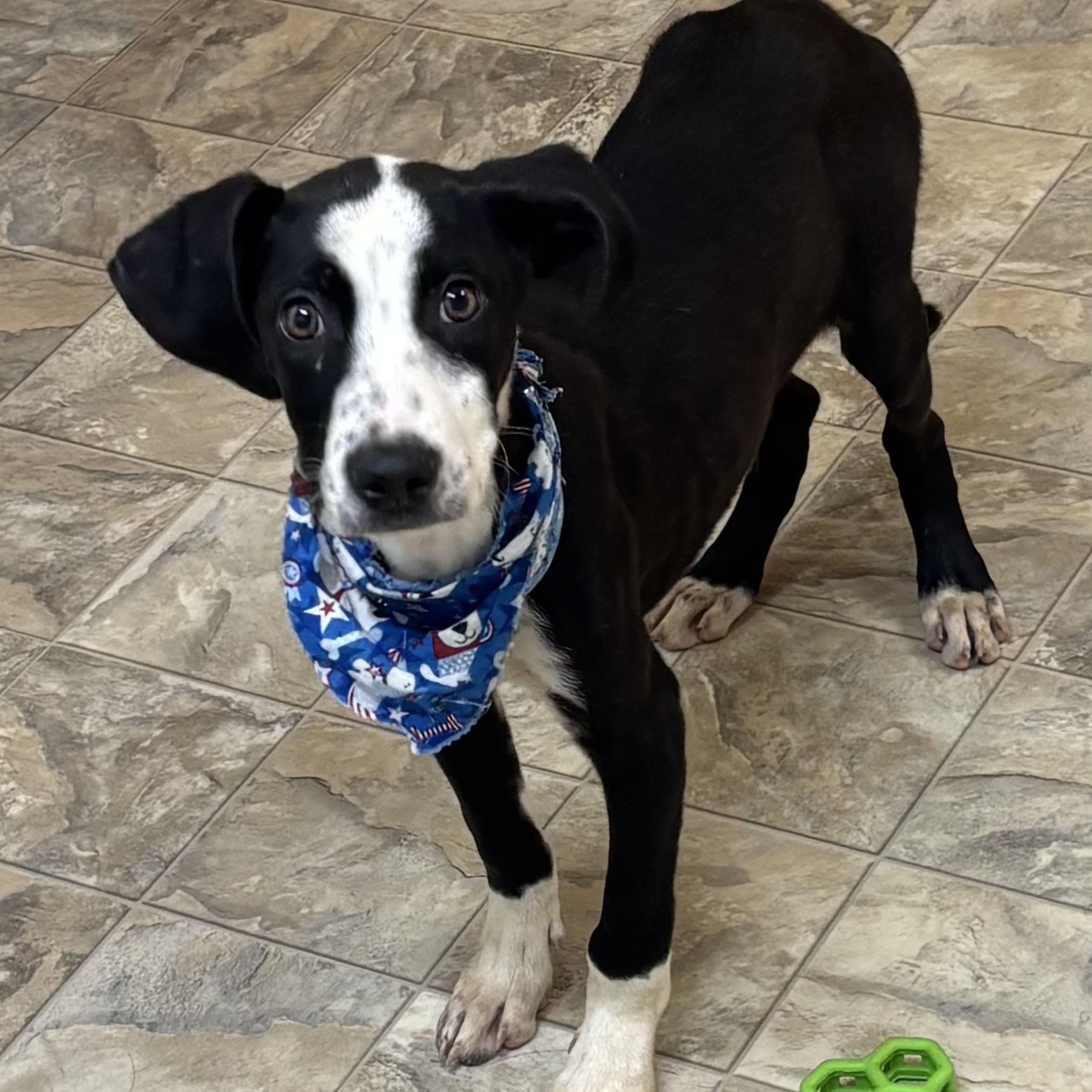 Tyson, Adoptable, Young Male Terrier.