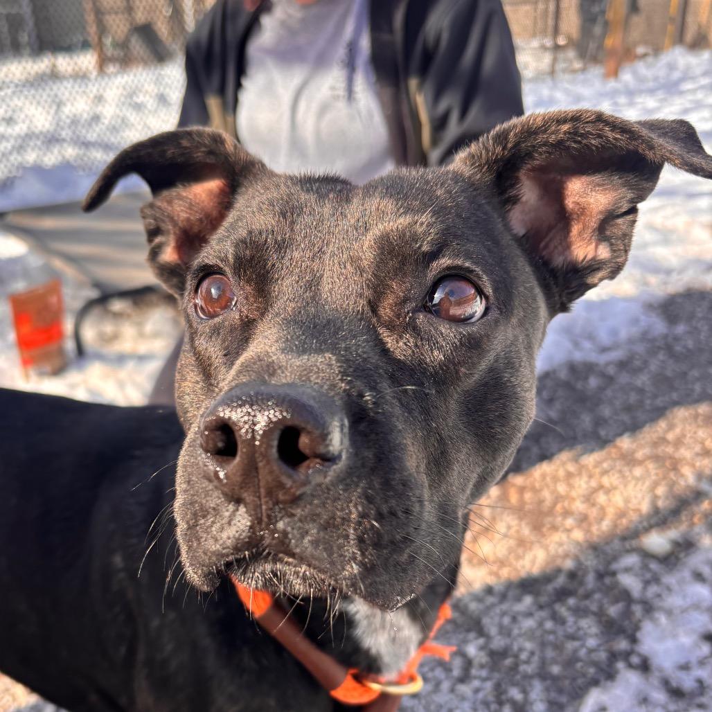 Pom Pom, Adoptable, Young Male Mixed Breed & Pit Bull Terrier.