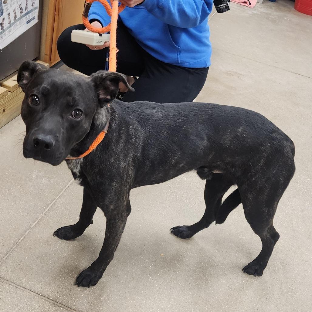 Enlarge Pom Pom, a Adoptable mixed breed in York, PA image 2/6