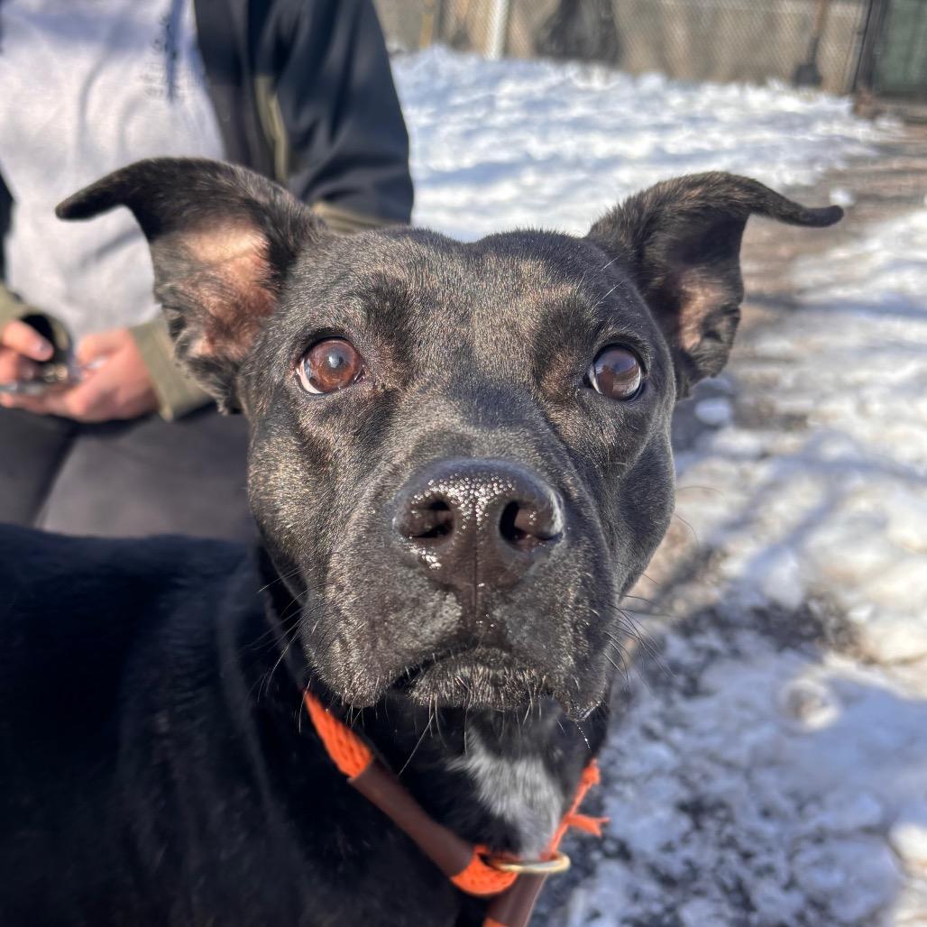 Enlarge Pom Pom, a Adoptable mixed breed in York, PA image 3/6
