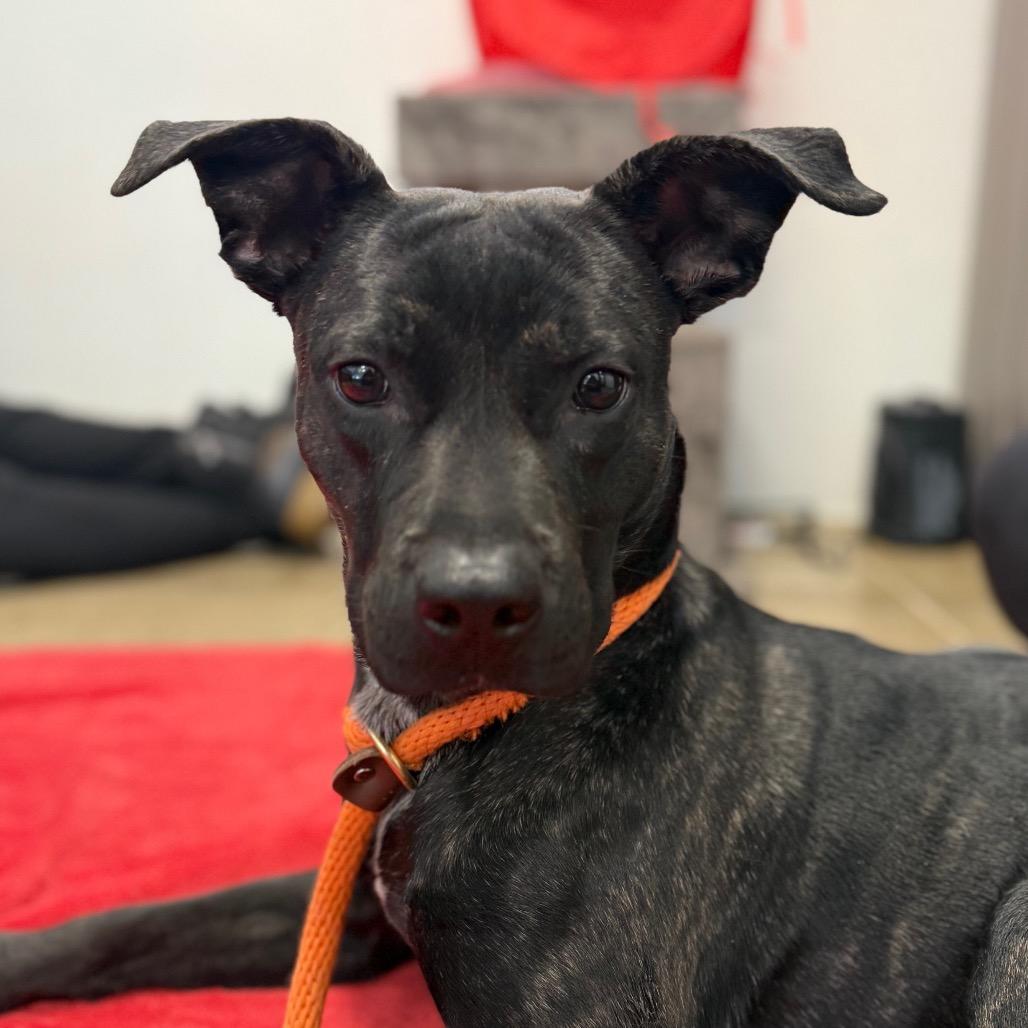 Enlarge Pom Pom, a Adoptable mixed breed in York, PA image 4/6