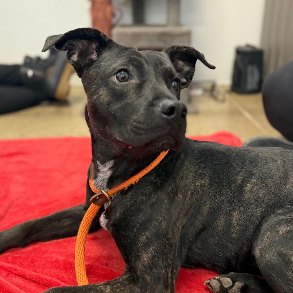 Enlarge Pom Pom, a Adoptable mixed breed in York, PA image 6/6