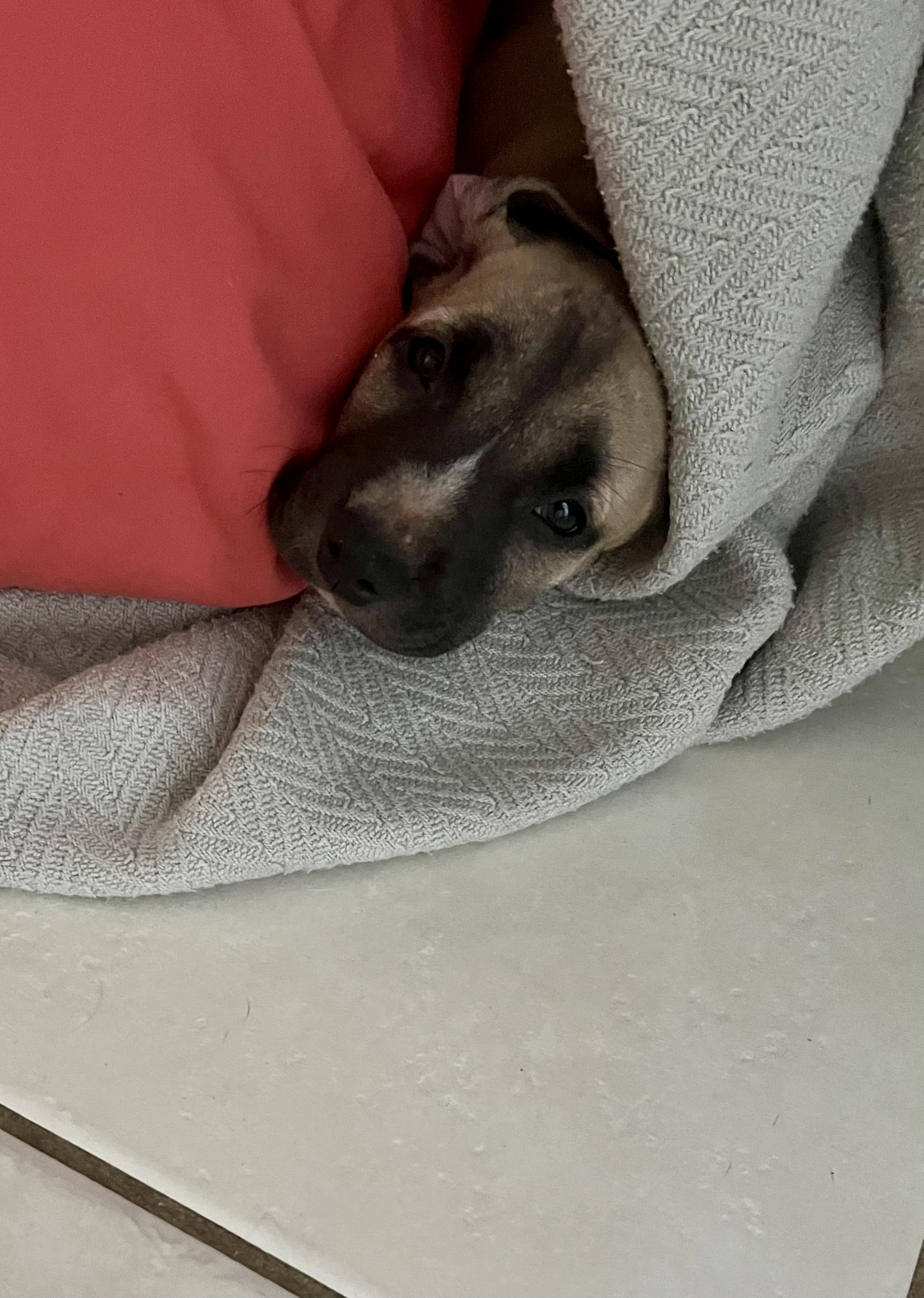 Enlarge Emily, a Adopted Whippet in Port Saint Lucie, FL image 4/6