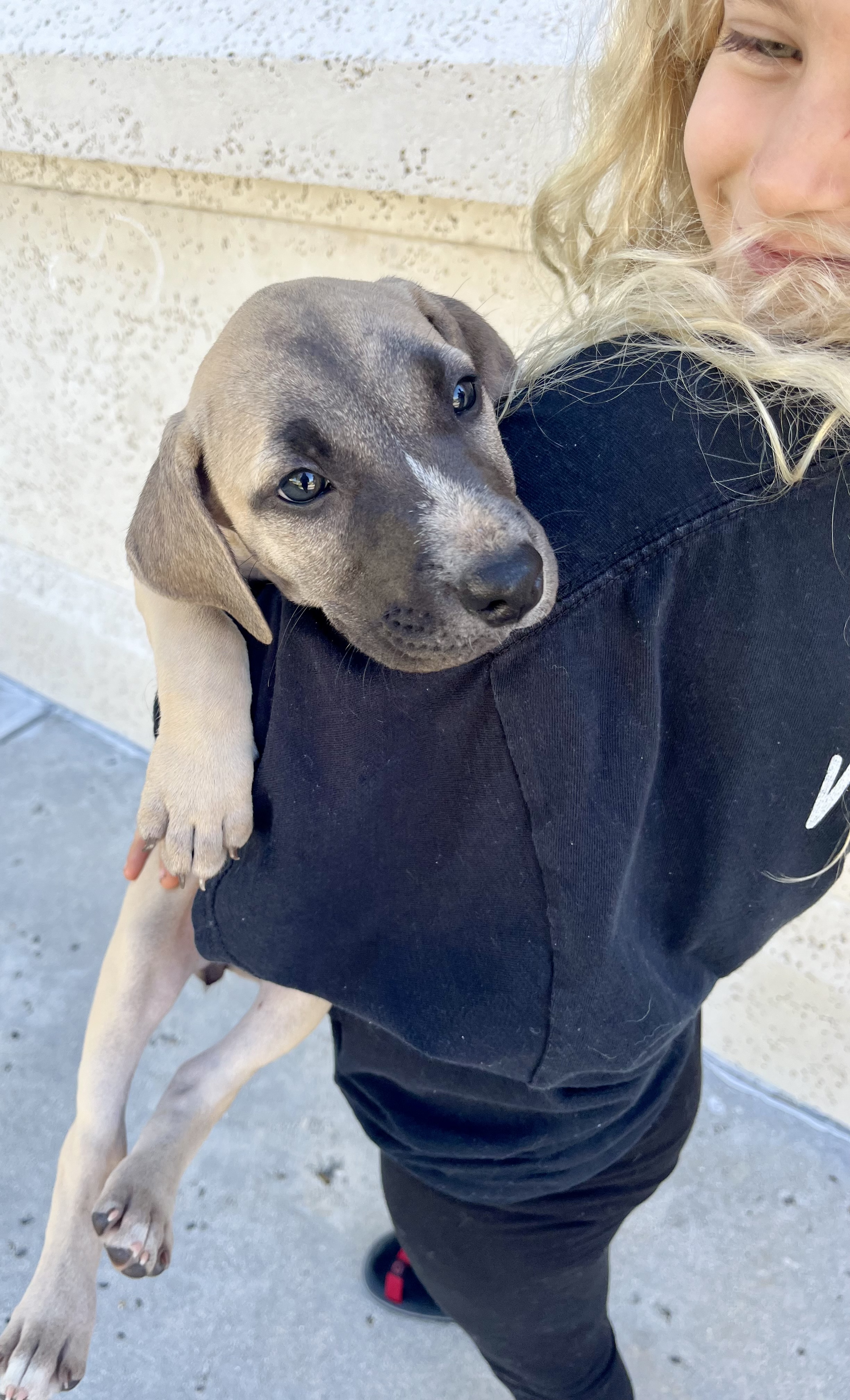 Emily, Adopted, Puppy Female Whippet.