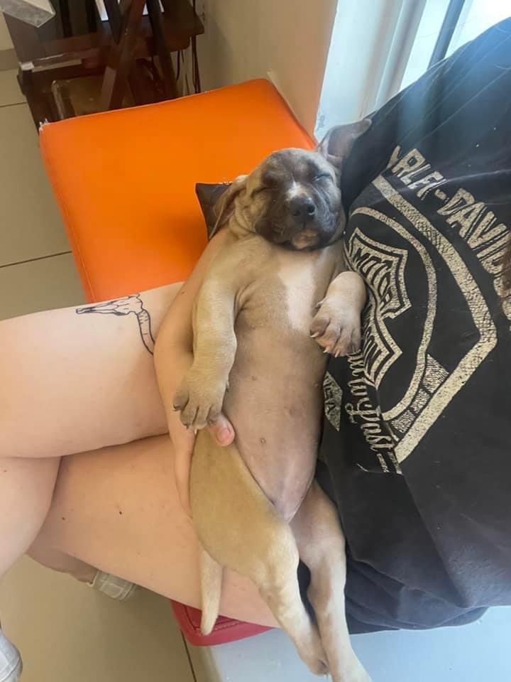 Enlarge Emily, a Adopted Whippet in Port Saint Lucie, FL image 3/6