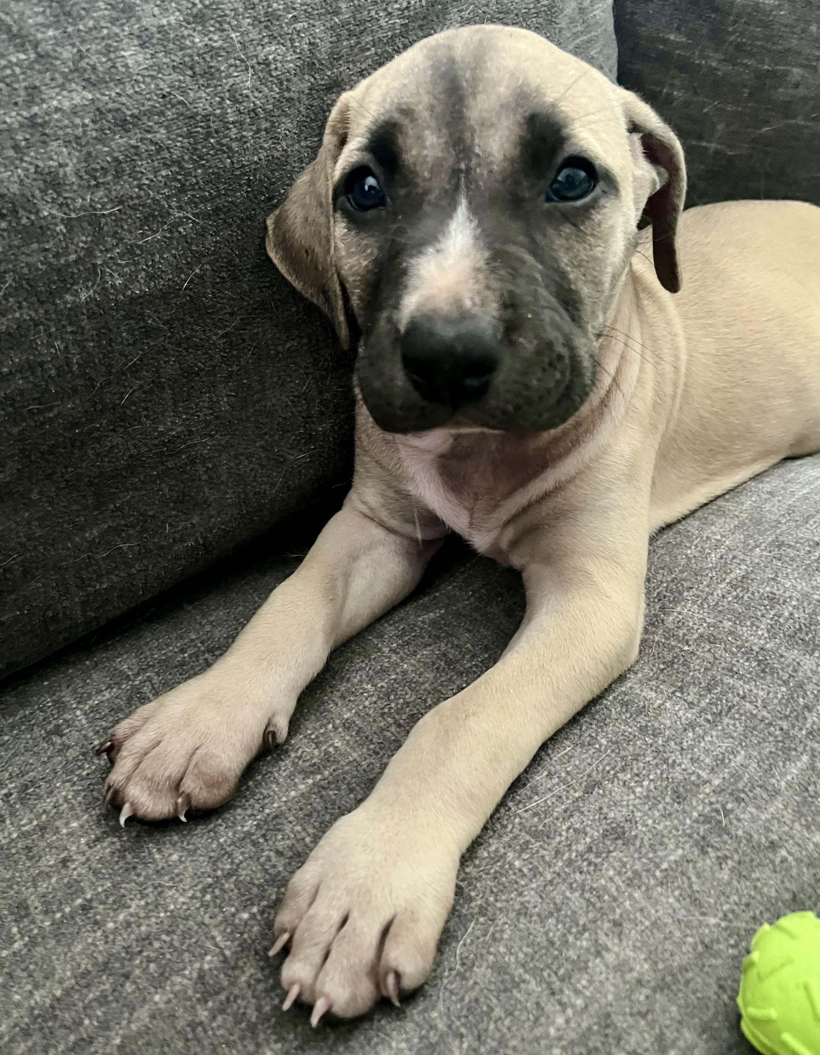 Enlarge Emily, a Adopted Whippet in Port Saint Lucie, FL image 2/6