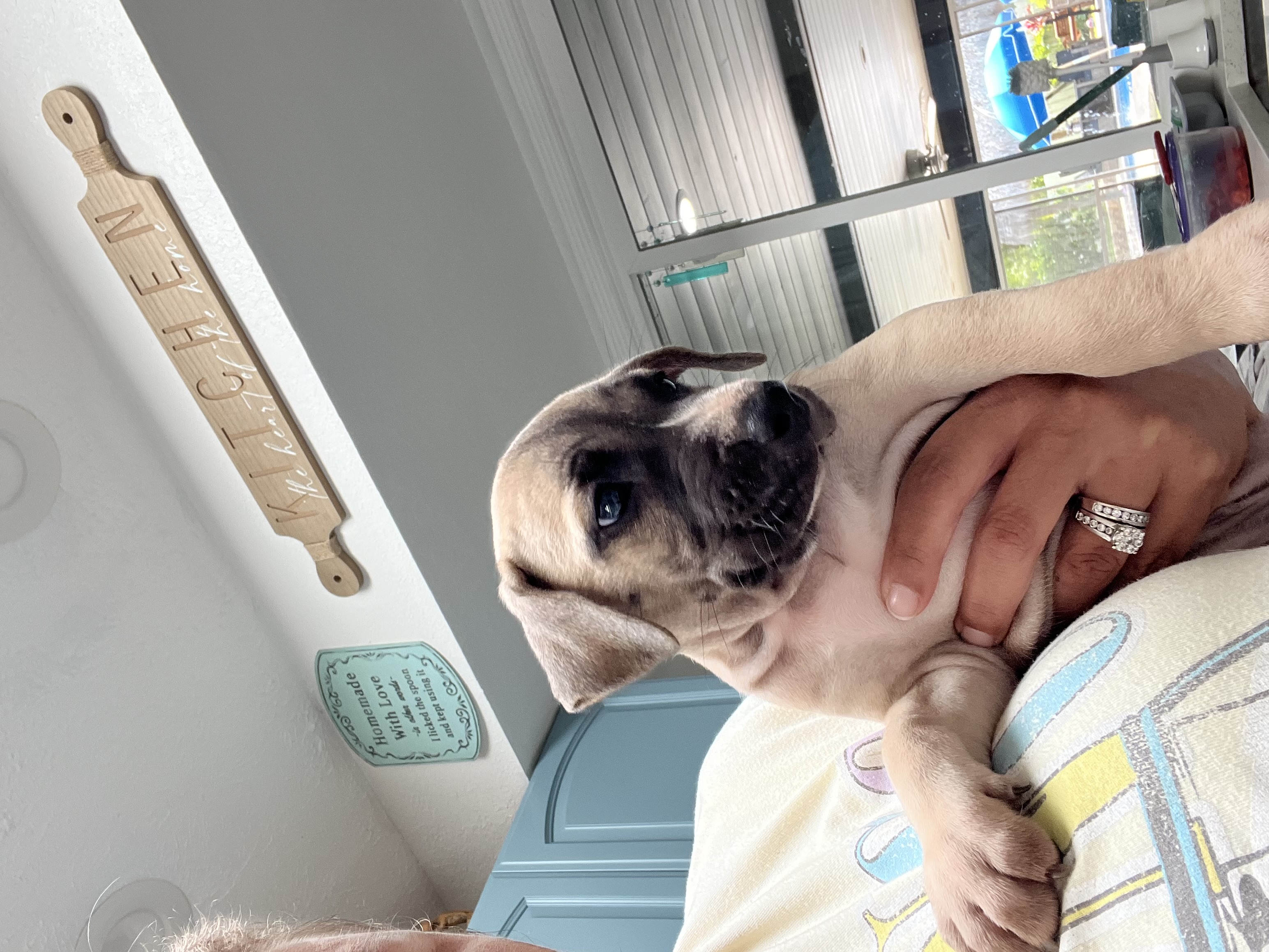 Enlarge Emily, a Adopted Whippet in Port Saint Lucie, FL image 5/6