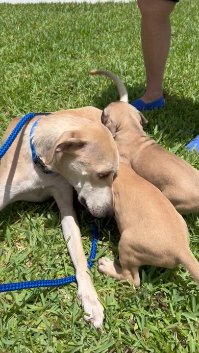 Enlarge Emily, a Adopted Whippet in Port Saint Lucie, FL video 6/6