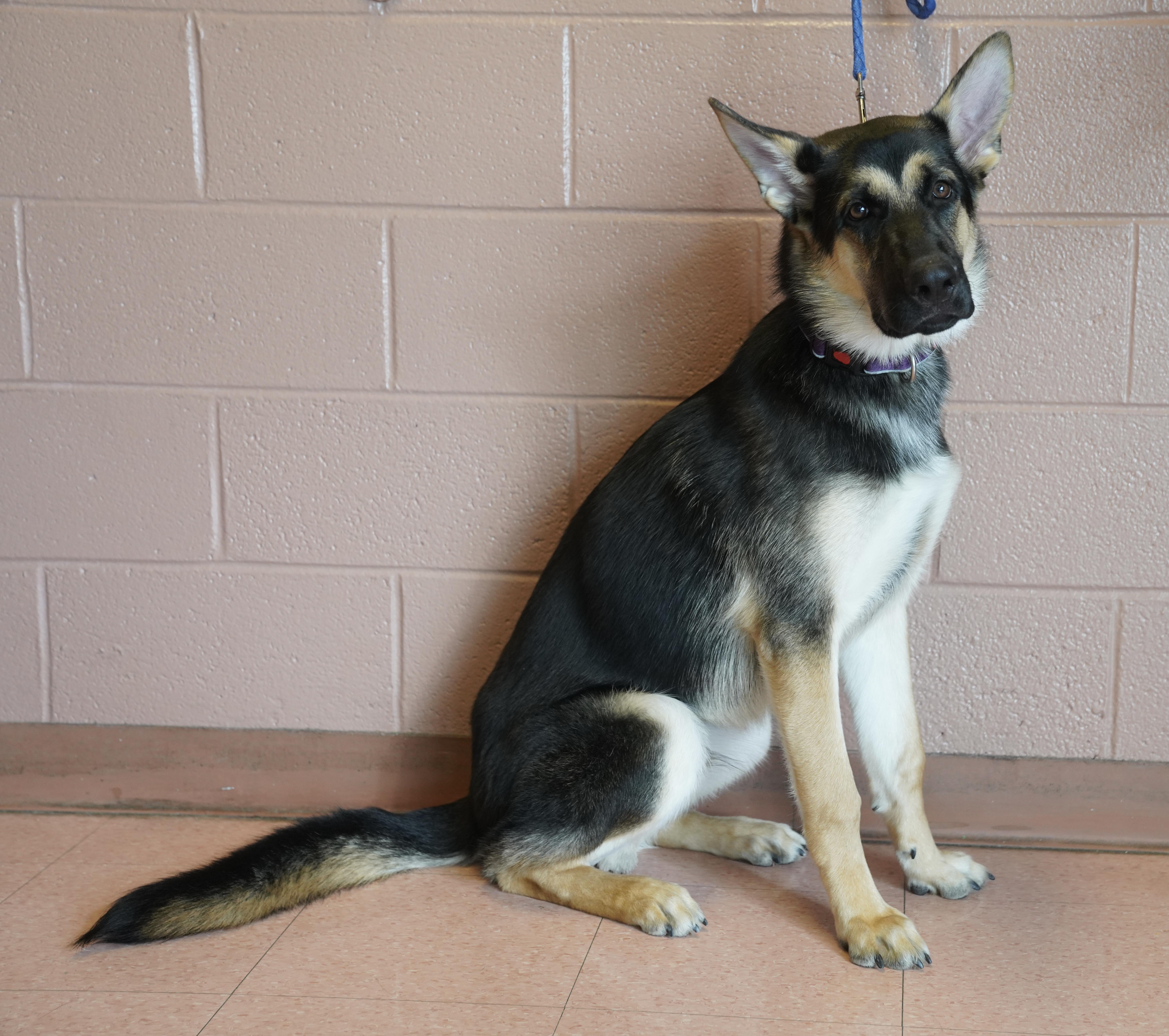 Enlarge Dante , an adopted German Shepherd Dog in Pottsville, PA image 3/4