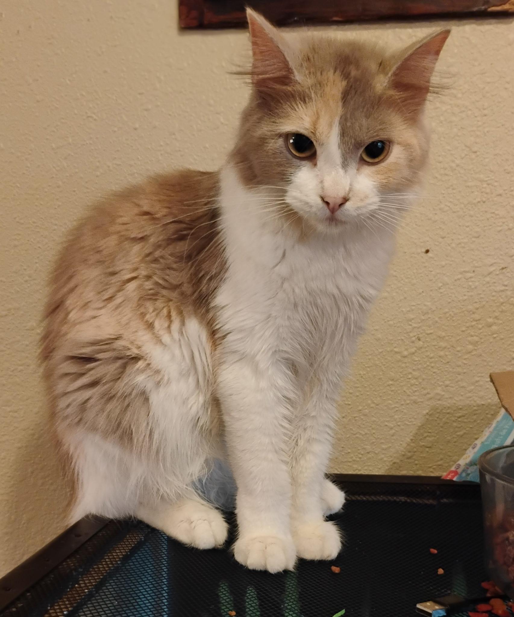 Buttercup, adopted, Adult Female Domestic Short Hair.