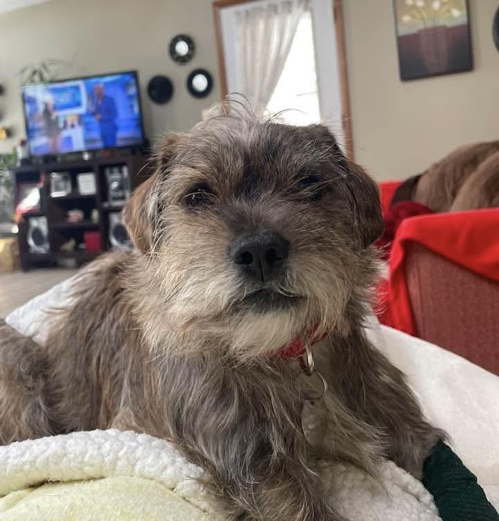 Frankie, a ADOPTABLE mixed breed in Cleveland, OH image 2/5