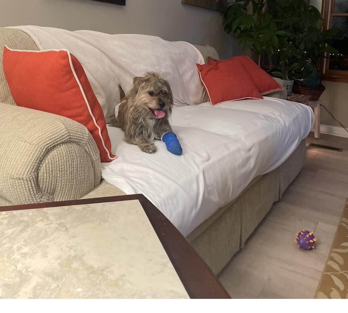 Frankie, a ADOPTABLE mixed breed in Cleveland, OH image 3/5