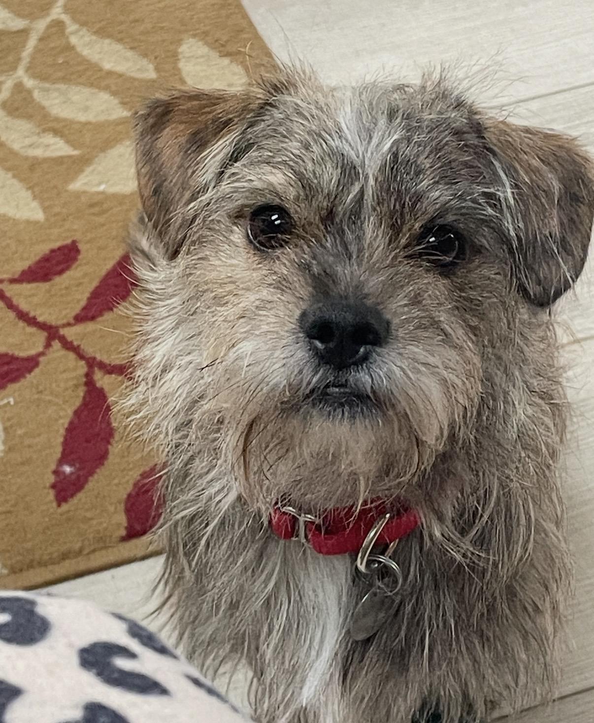 Frankie, a ADOPTABLE mixed breed in Cleveland, OH image 1/5