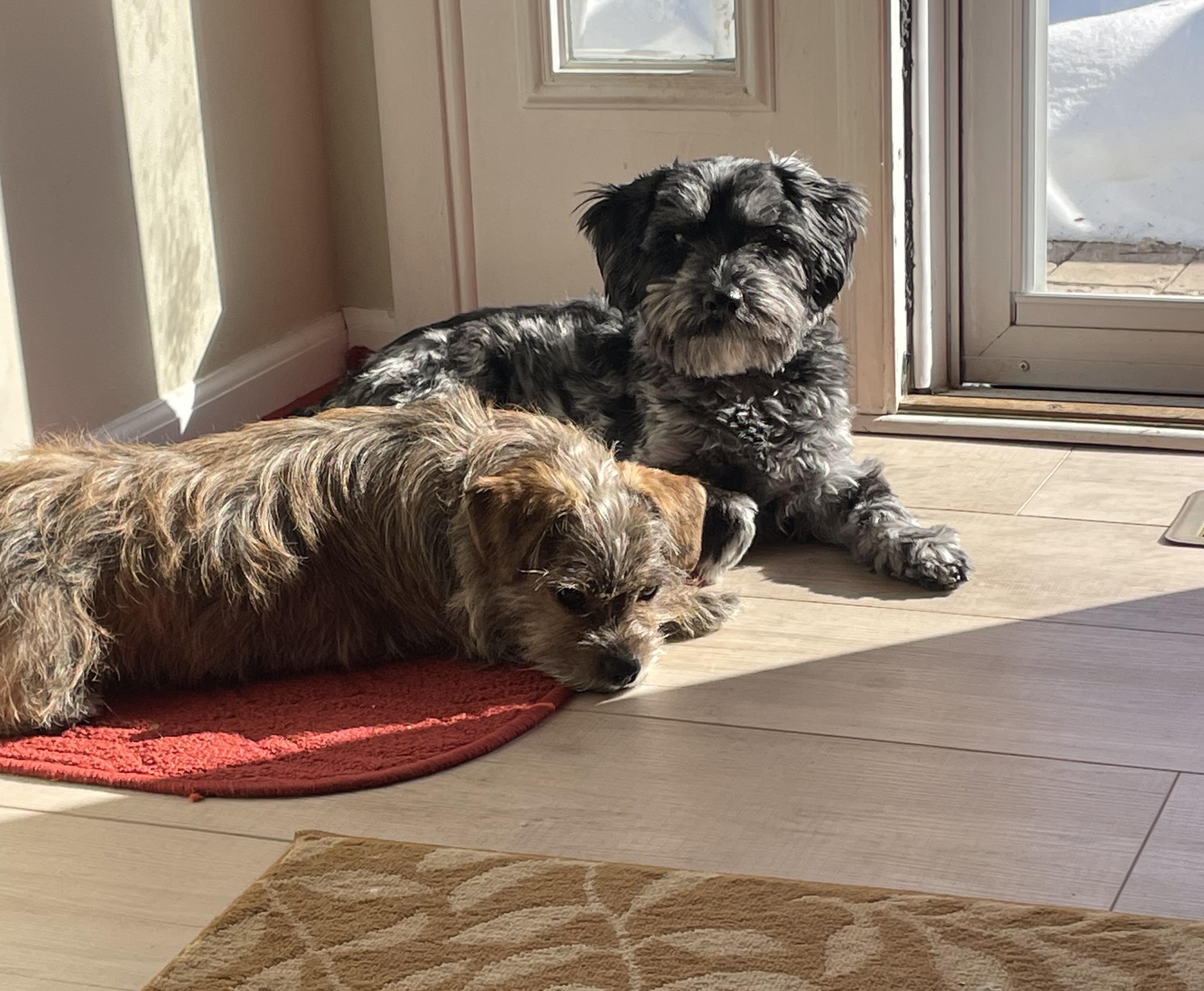 Frankie, a ADOPTABLE mixed breed in Cleveland, OH image 4/5