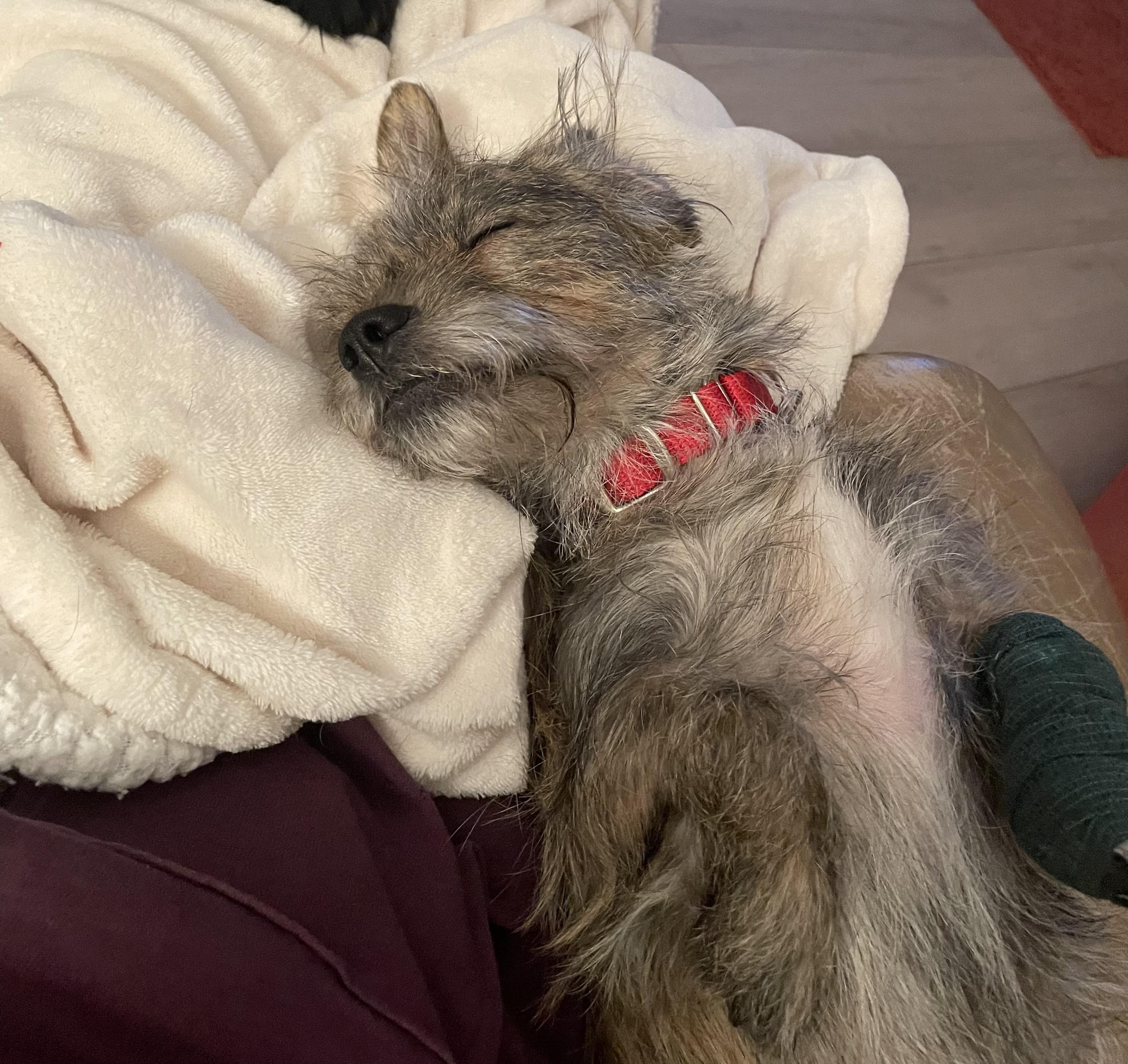 Frankie, a ADOPTABLE mixed breed in Cleveland, OH image 5/5