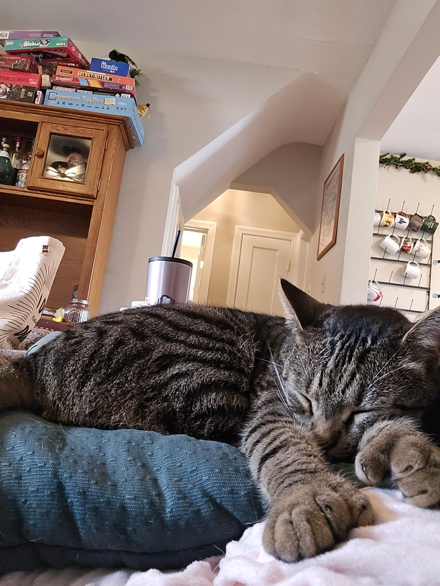 Enlarge Basil , a ADOPTABLE Extra-Toes Cat / Hemingway Polydactyl in Richmond, VA image 5/5