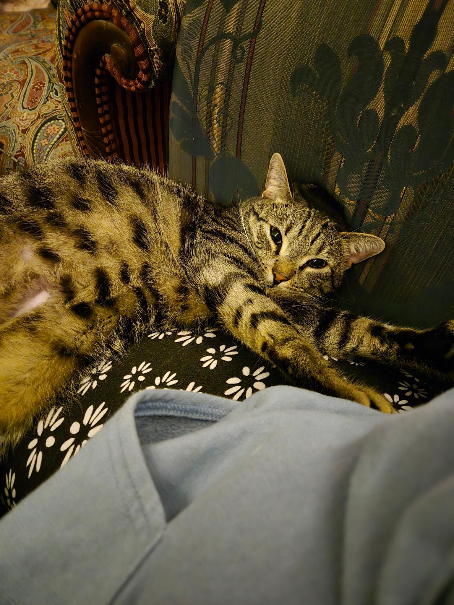 Enlarge Basil , a ADOPTABLE Extra-Toes Cat / Hemingway Polydactyl in Richmond, VA image 3/5