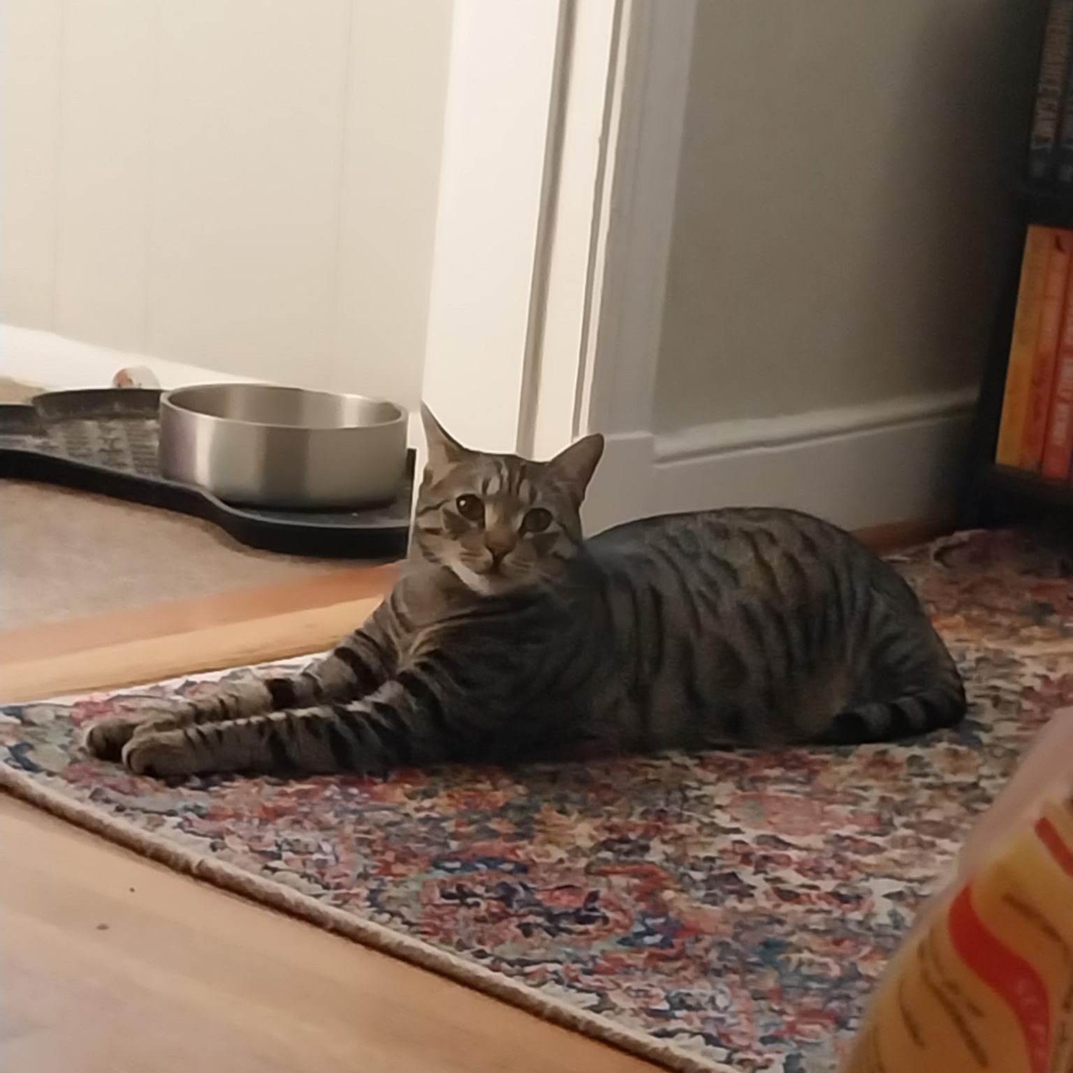 Enlarge Basil , a ADOPTABLE Extra-Toes Cat / Hemingway Polydactyl in Richmond, VA image 2/5