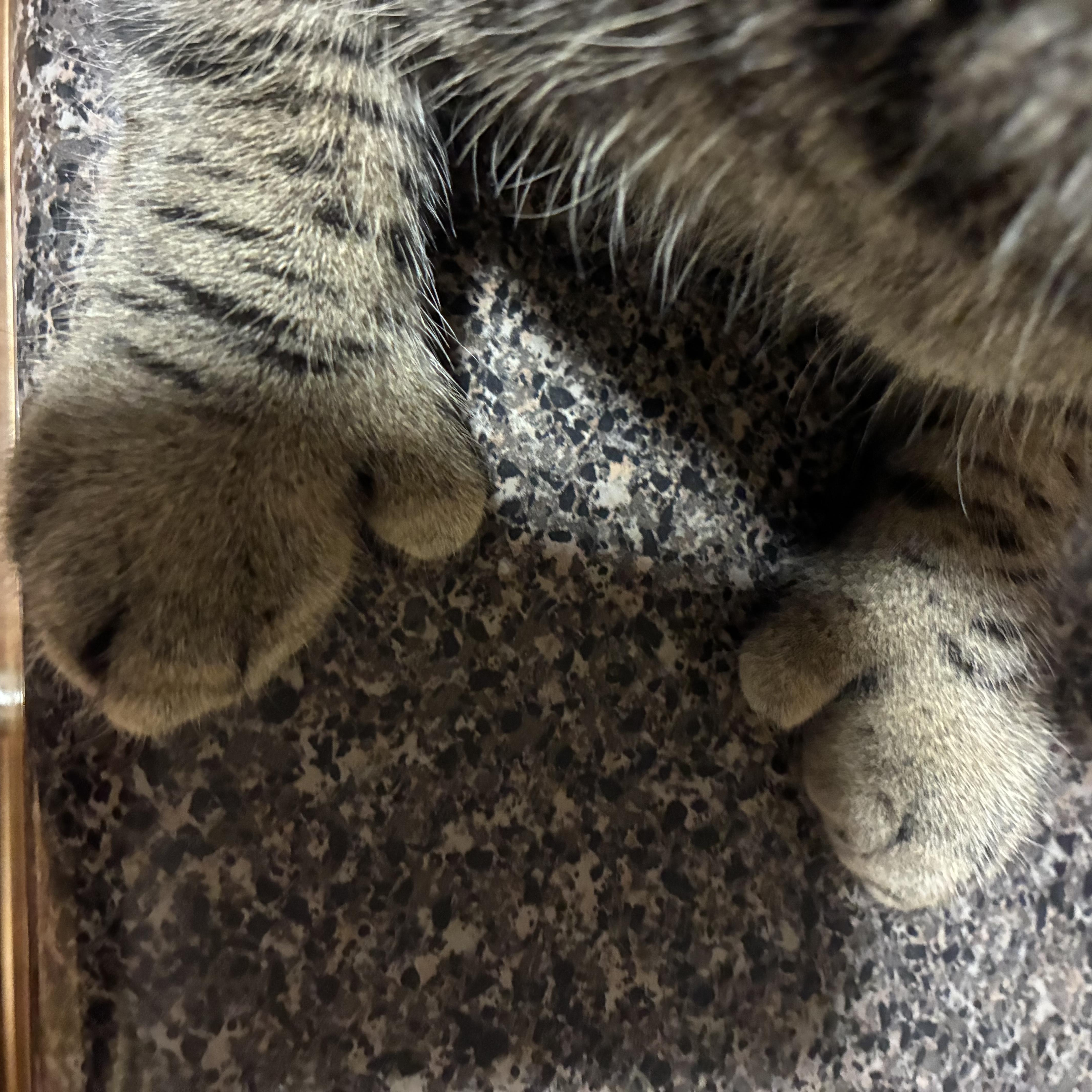 Enlarge Basil , a ADOPTABLE Extra-Toes Cat / Hemingway Polydactyl in Richmond, VA image 4/5