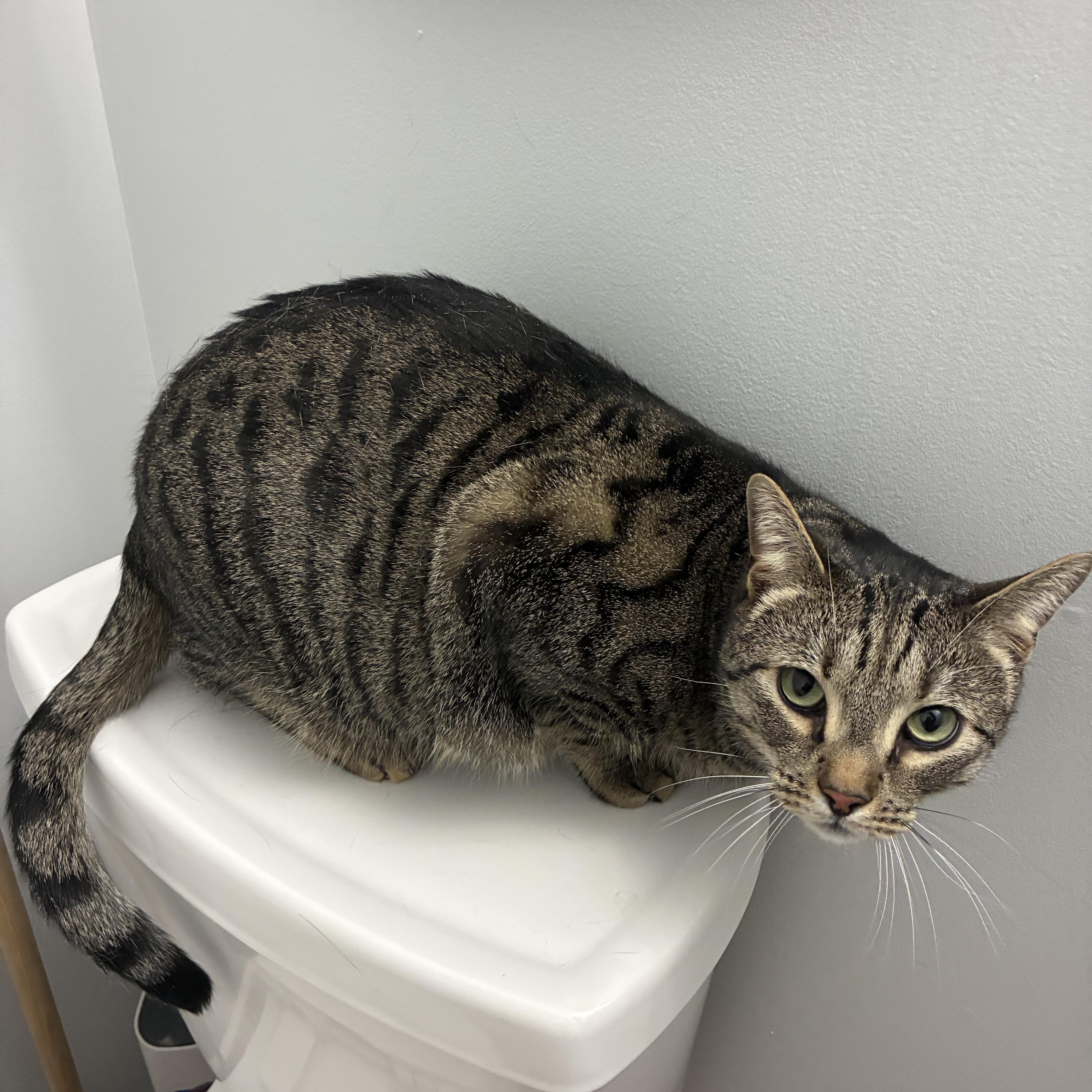 Basil , ADOPTABLE, Adult Male Extra-Toes Cat / Hemingway Polydactyl.