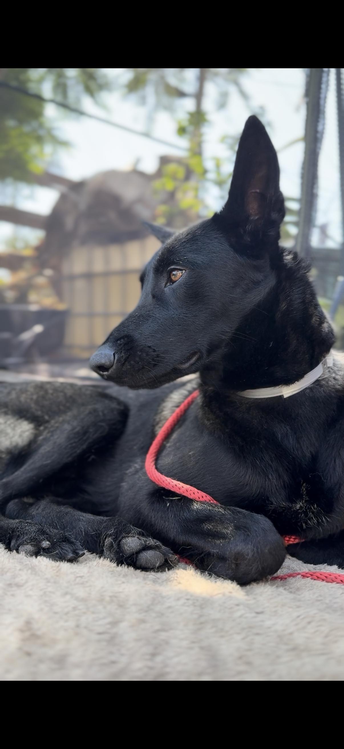 Enlarge Elu, a Adoptable Belgian Shepherd / Malinois in San Diego, CA image 1/4