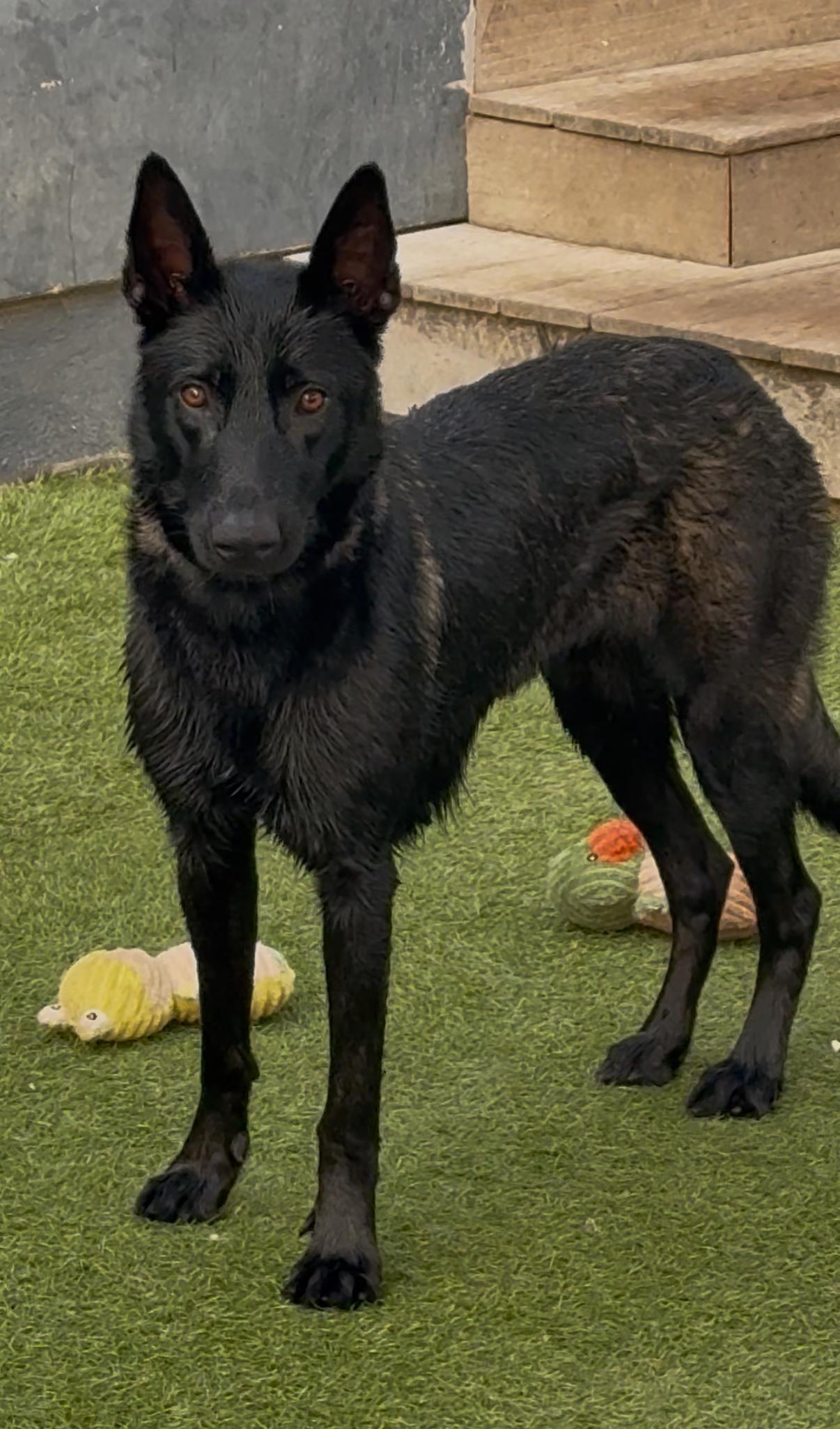 Enlarge Elu, a Adoptable Belgian Shepherd / Malinois in San Diego, CA image 2/4