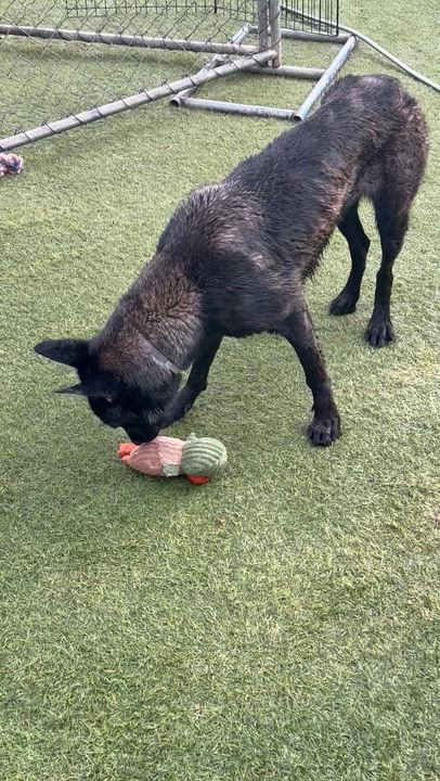 Enlarge Elu, a Adoptable Belgian Shepherd / Malinois in San Diego, CA video 3/4