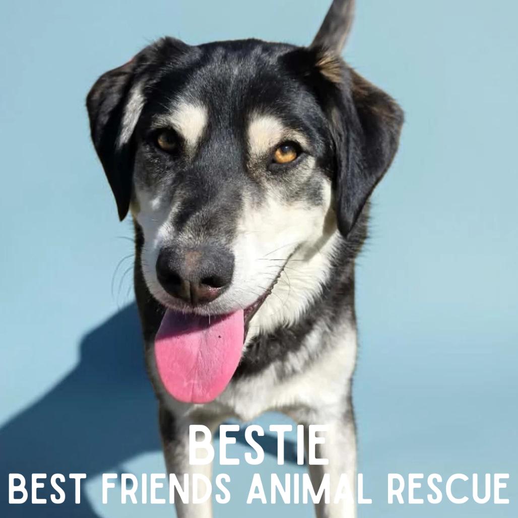 Bestie, Adoptable, Adult Female Husky.