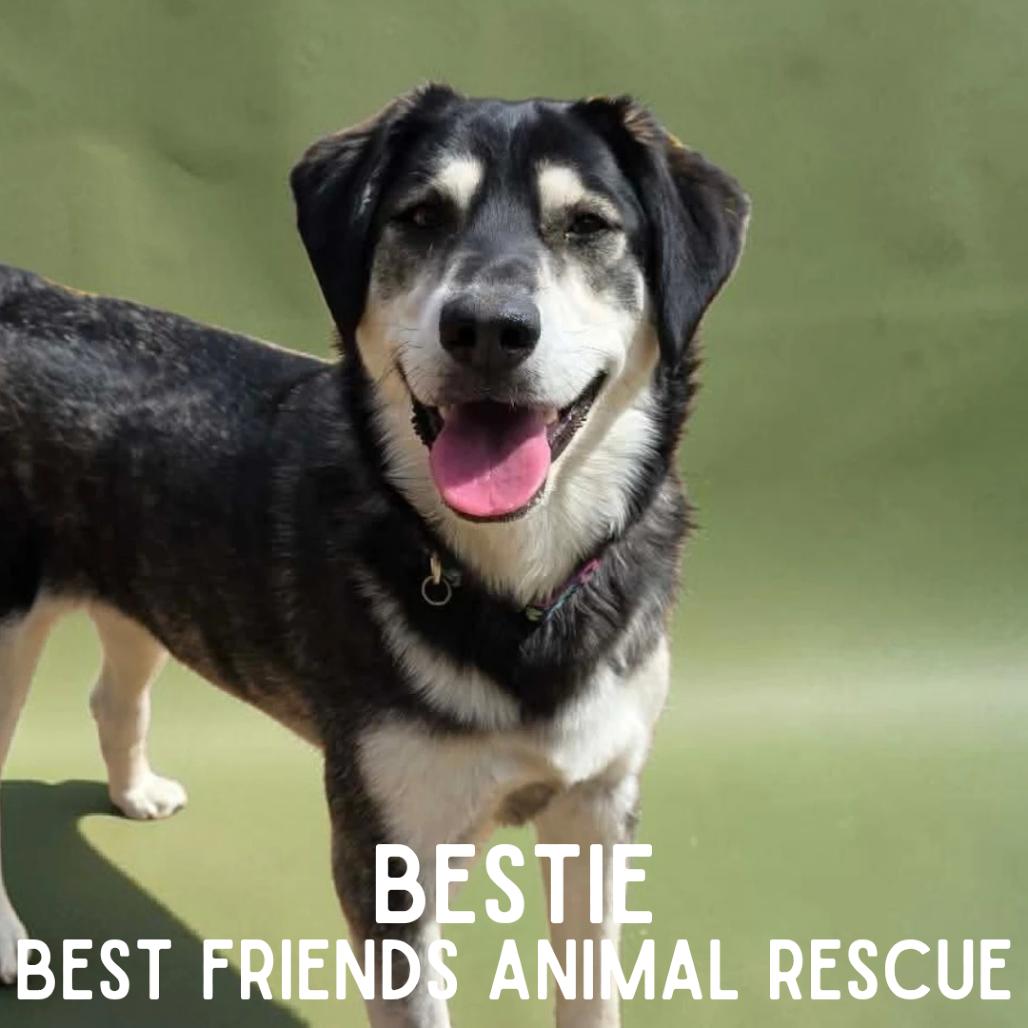 Enlarge Bestie, a Adoptable Husky in Wasilla, AK image 2/4