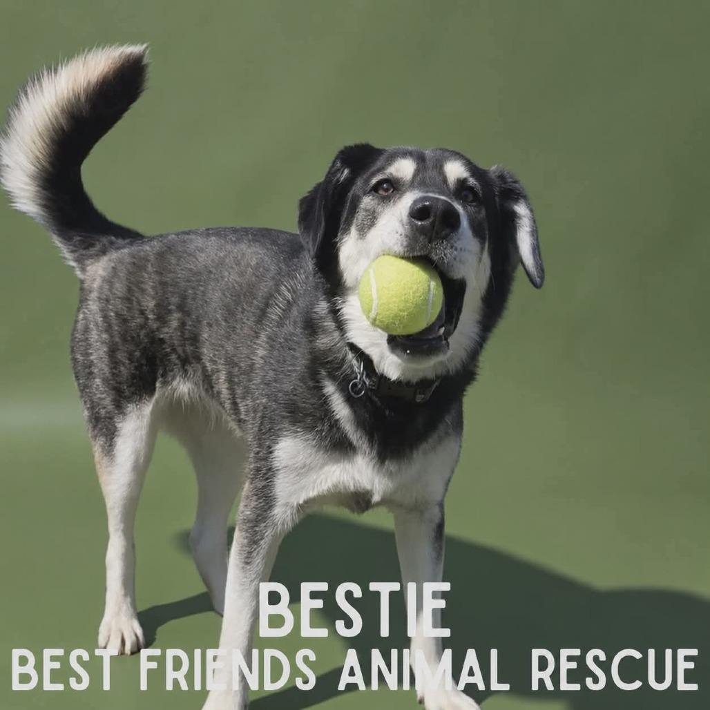 Bestie, a Adoptable Husky in Wasilla, AK image 3/6