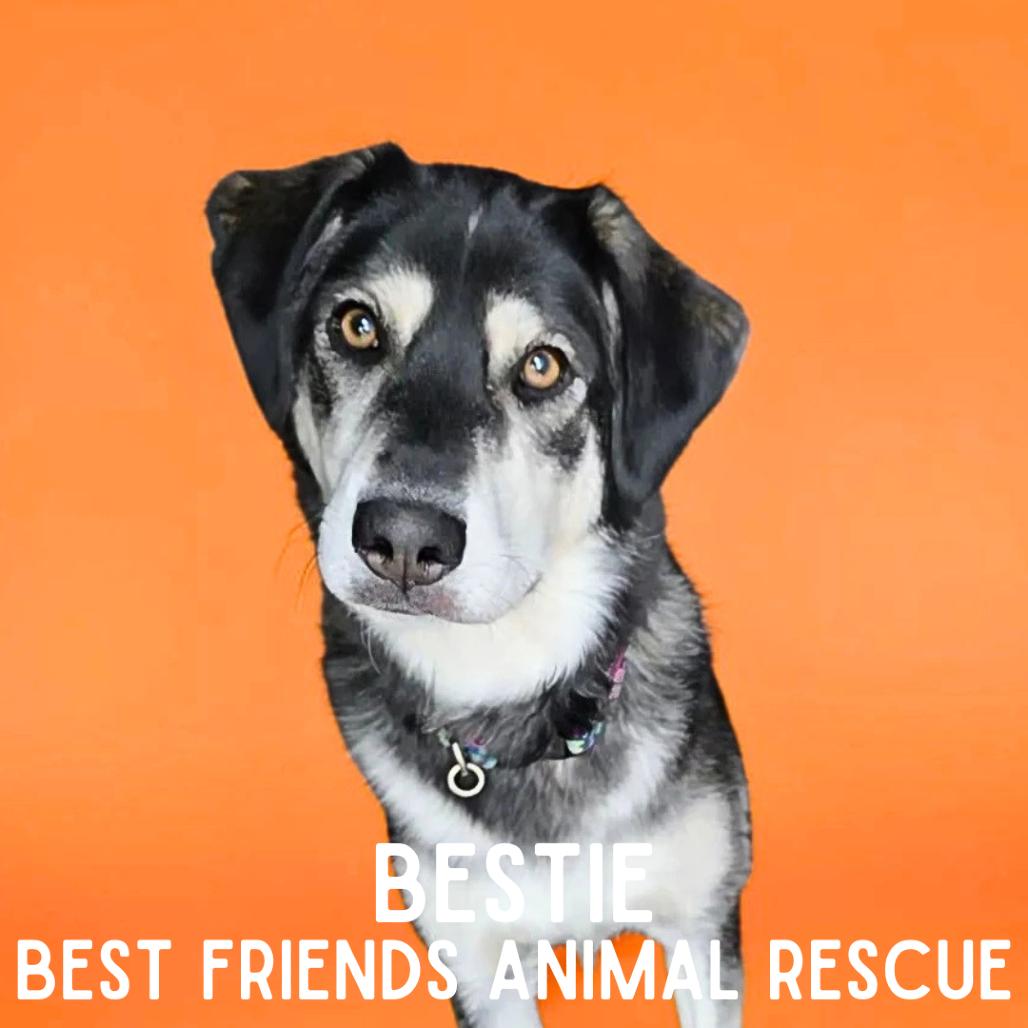 Bestie, a Adoptable Husky in Wasilla, AK image 4/6