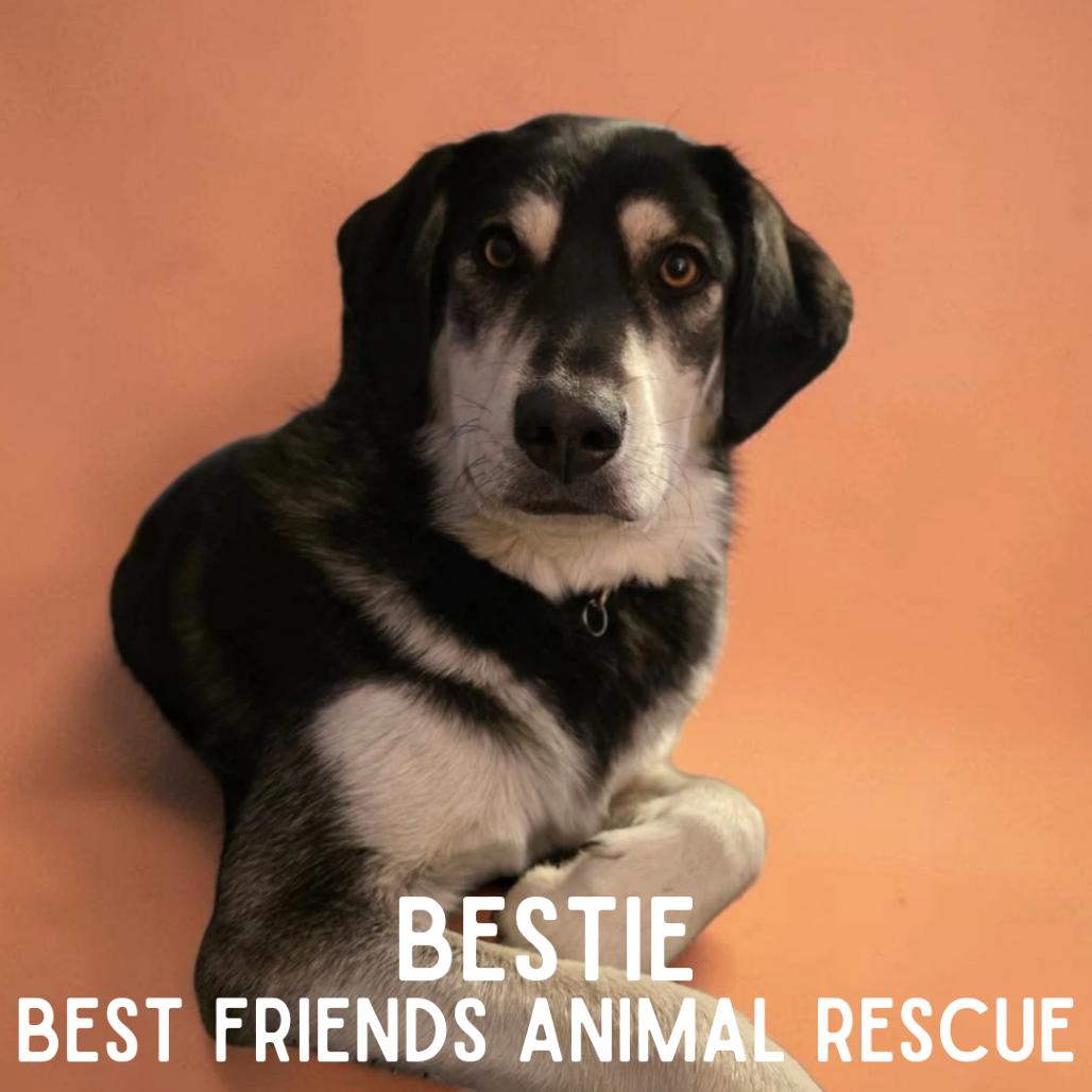 Enlarge Bestie, a Adoptable Husky in Wasilla, AK image 3/4