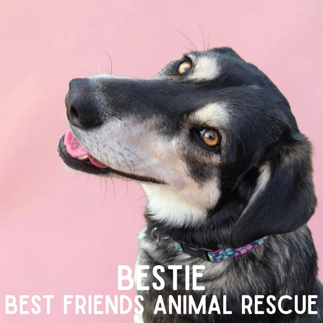 Enlarge Bestie, a Adoptable Husky in Wasilla, AK image 4/4