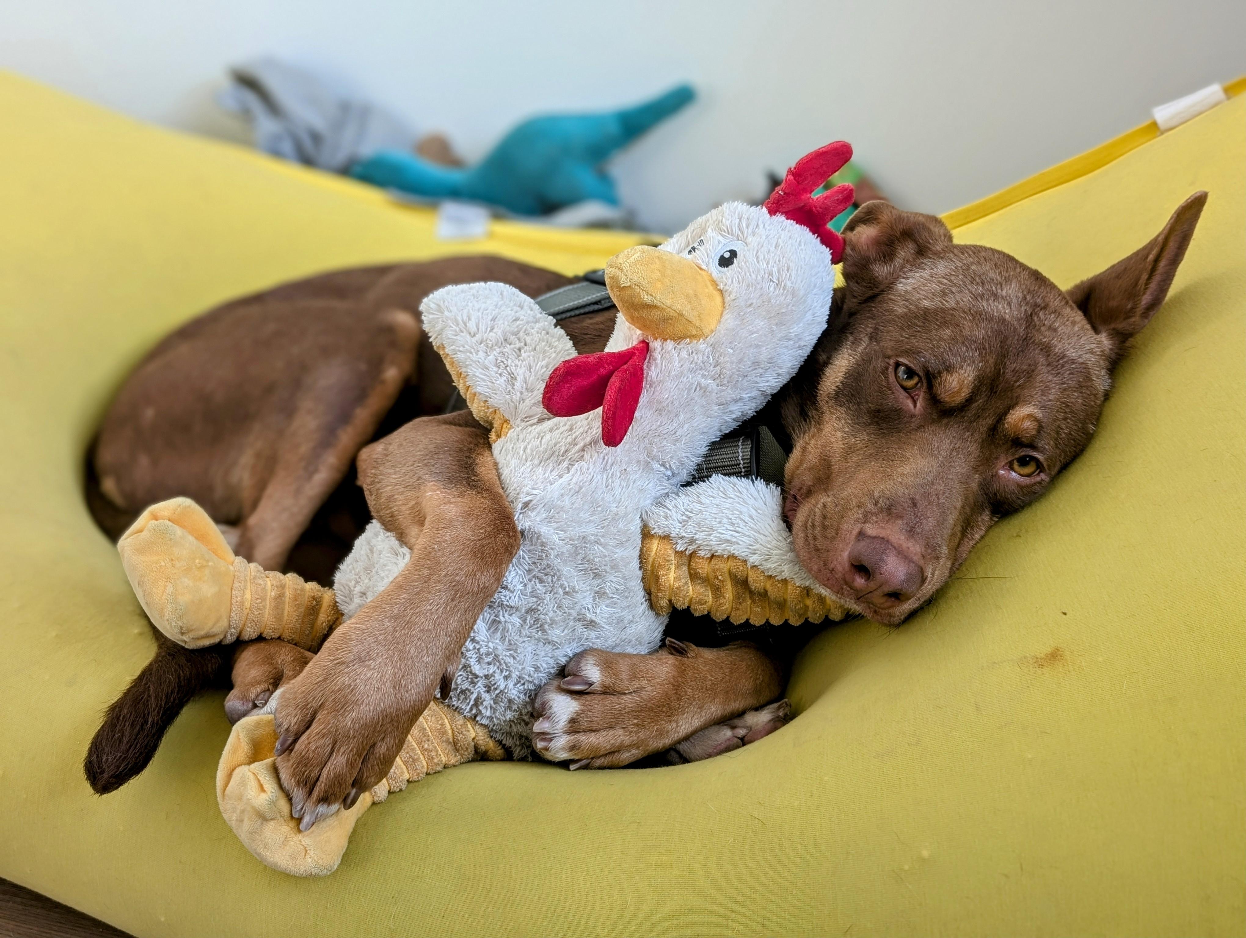 Enlarge Winnie, a Adopted mixed breed in Anaheim, CA image 4/6