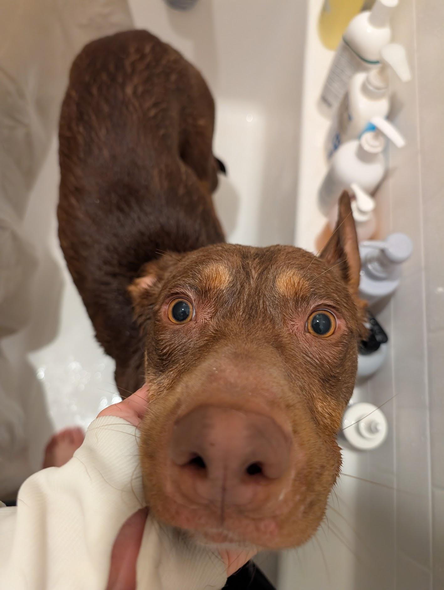 Enlarge Winnie, a Adopted mixed breed in Anaheim, CA image 6/6