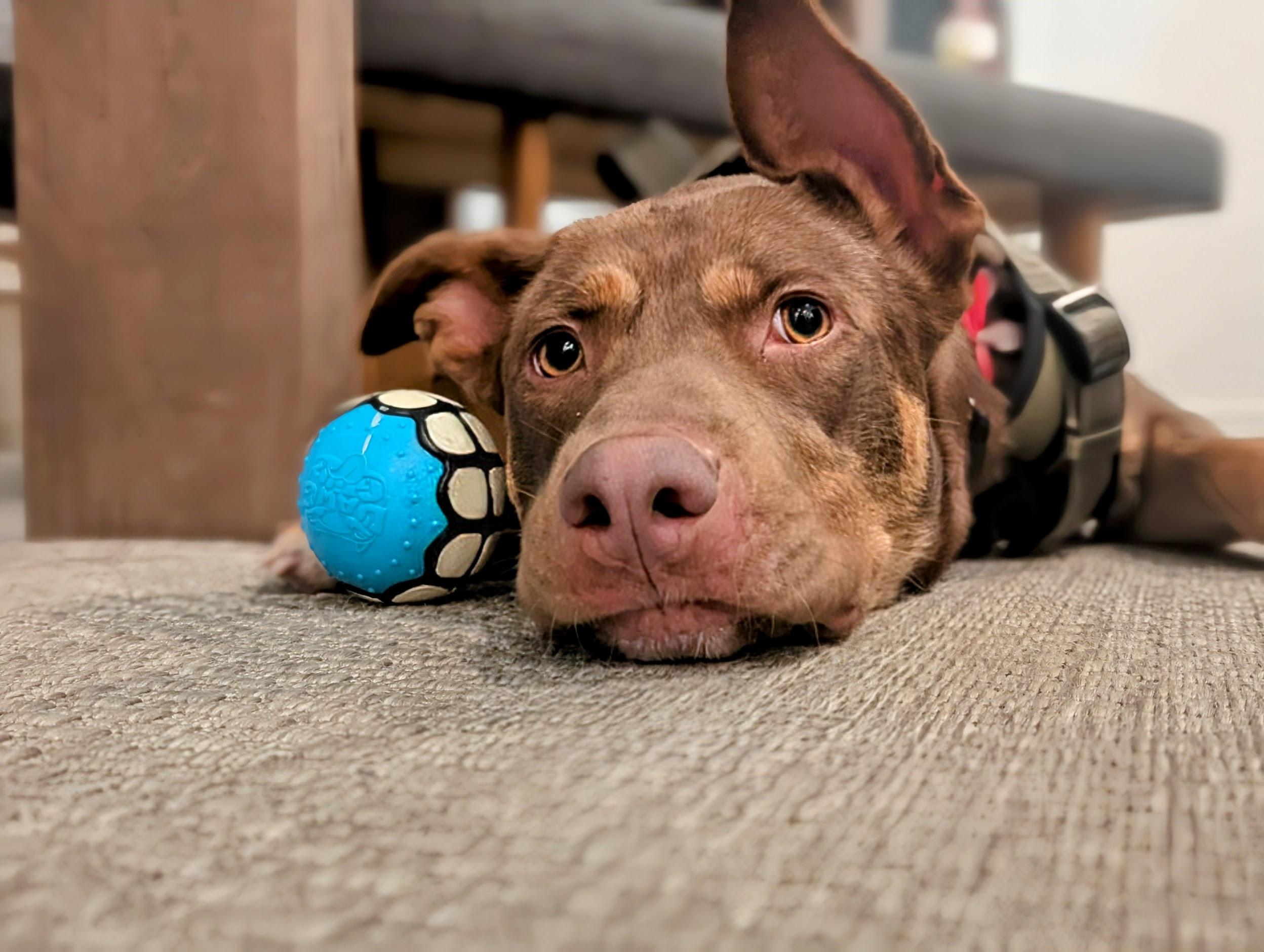 Winnie, Adopted, Young Female Australian Kelpie.