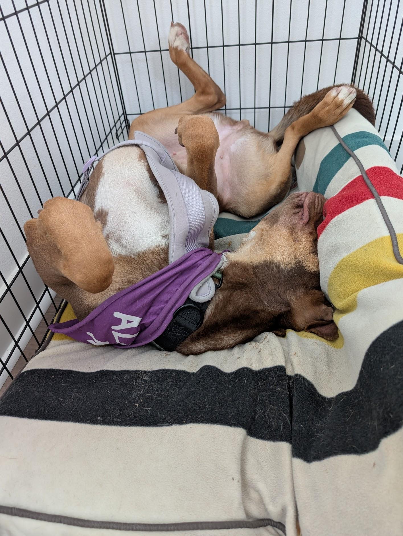 Enlarge Winnie, a Adopted mixed breed in Anaheim, CA image 2/6