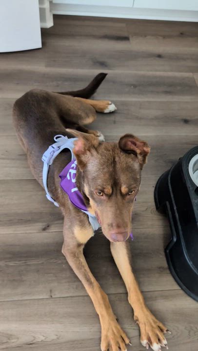 Enlarge Winnie, a Adopted mixed breed in Anaheim, CA video 3/6