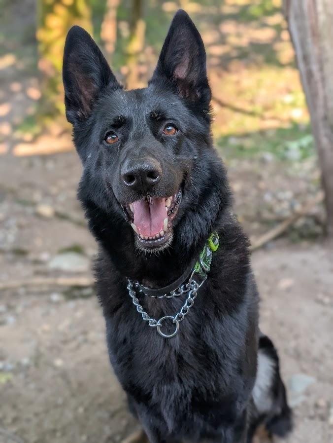 Otto
