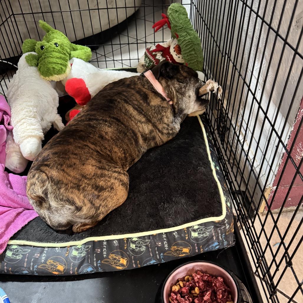 Shirley, Adoptable, Senior Female English Bulldog.