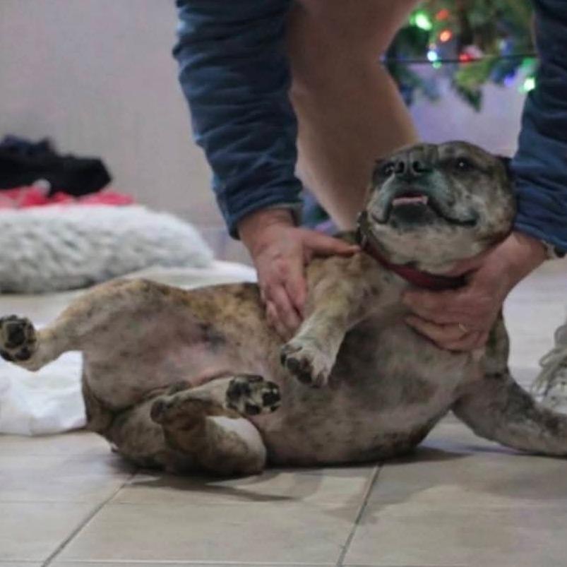 Shirley, a Adoptable English Bulldog in Huber Heights, OH image 2/3