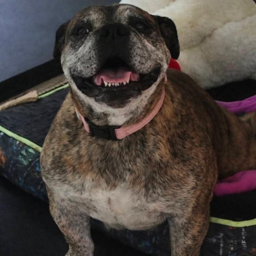 Shirley, a Adoptable English Bulldog in Huber Heights, OH image 3/3