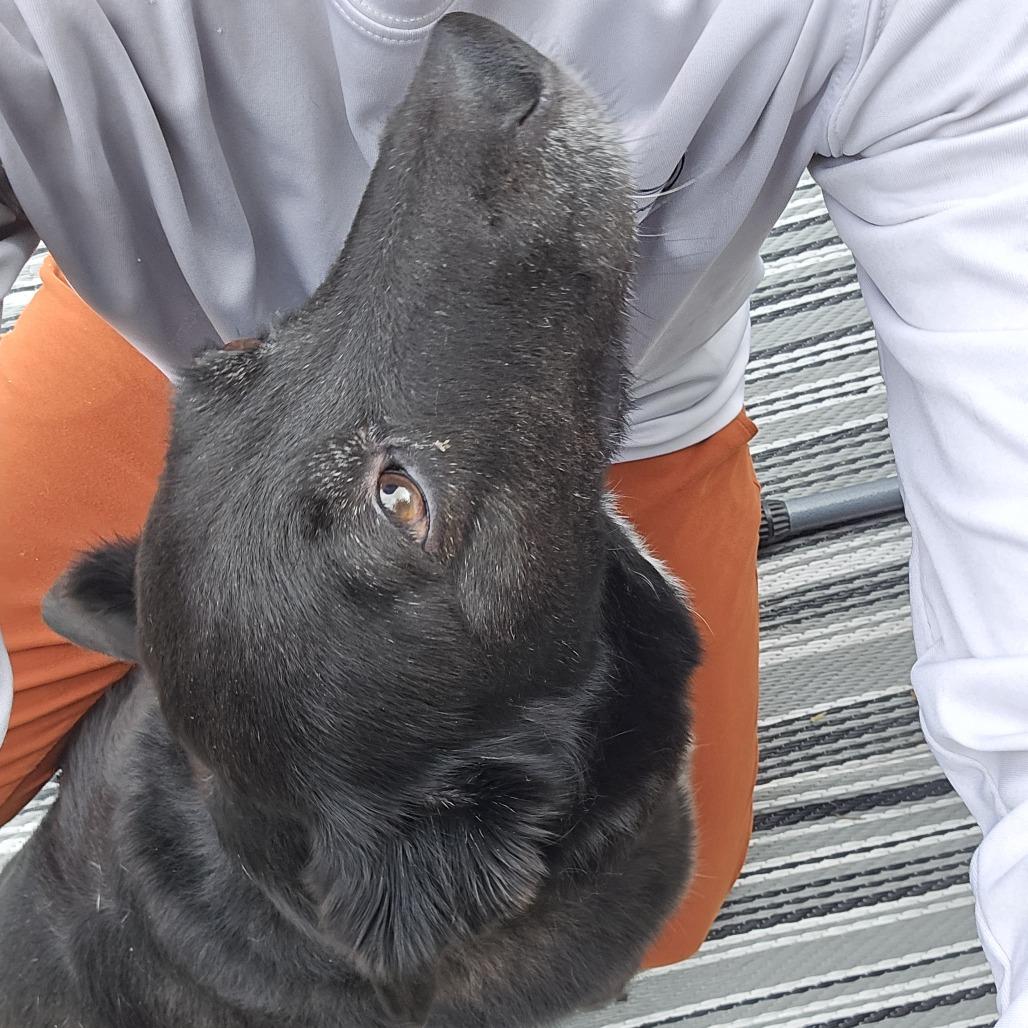 Luna, Adoptable, Senior Female Border Collie & Black Labrador Retriever.