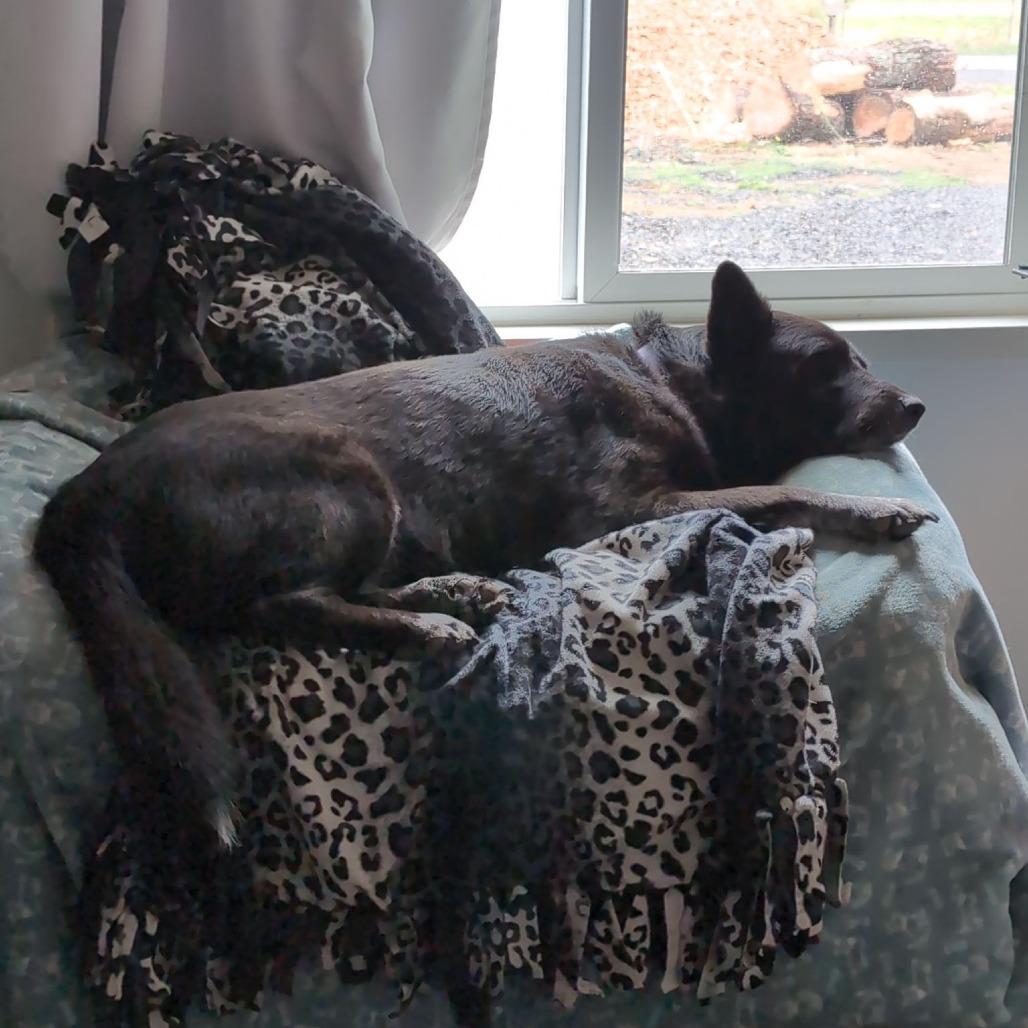 Enlarge Luna, a Adoptable mixed breed in Corvallis, OR image 2/5