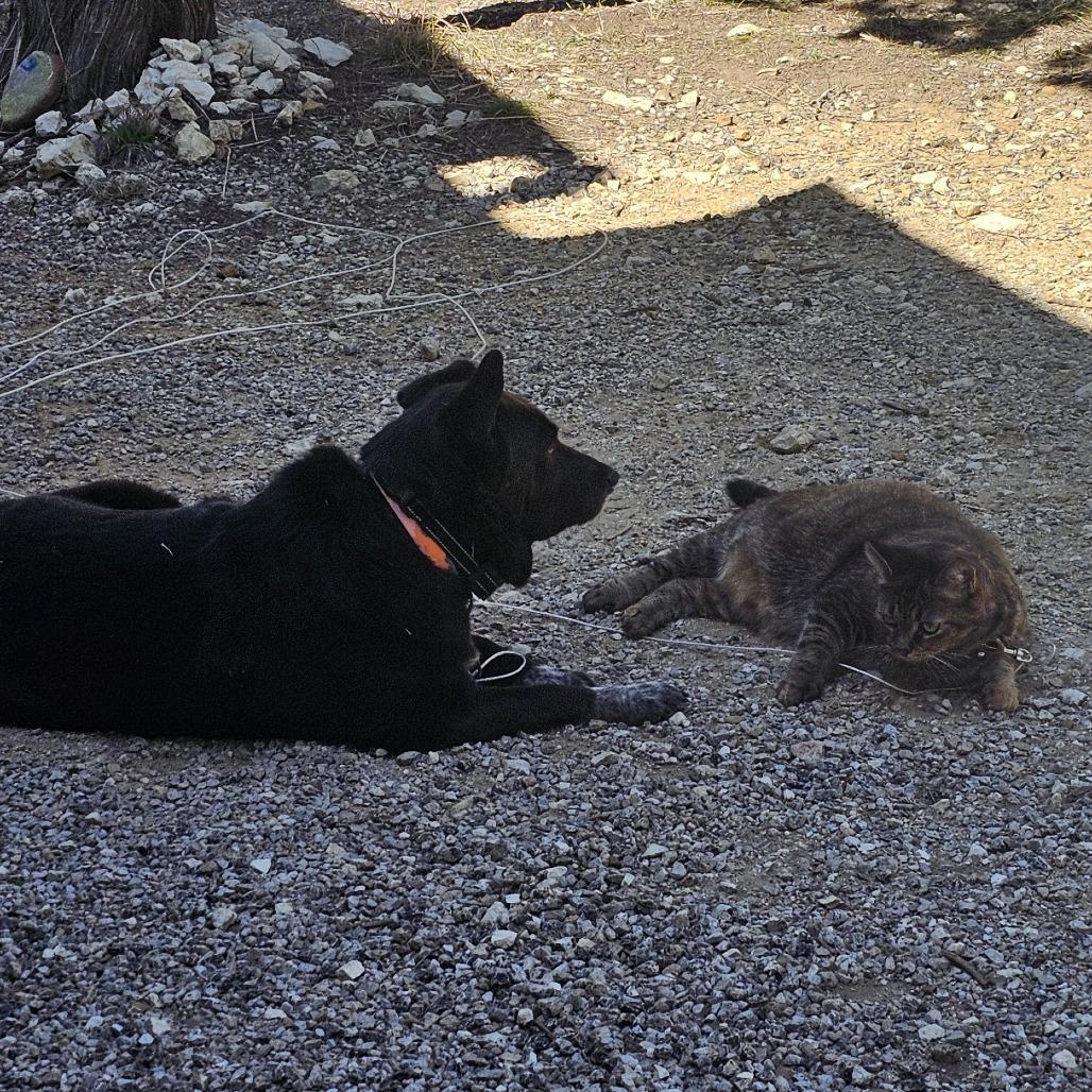 Enlarge Luna, a Adoptable mixed breed in Corvallis, OR image 3/5