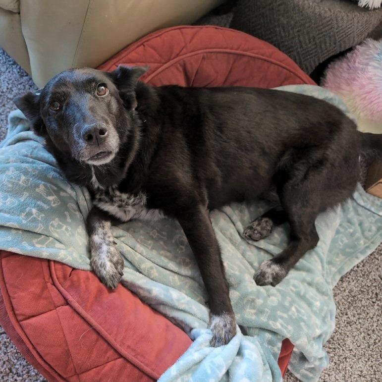 Enlarge Luna, a Adoptable mixed breed in Corvallis, OR image 5/5