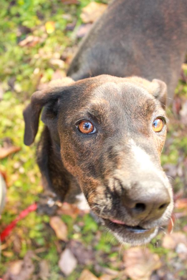 Jett, a Adoptable Plott Hound in Ona, WV image 1/6