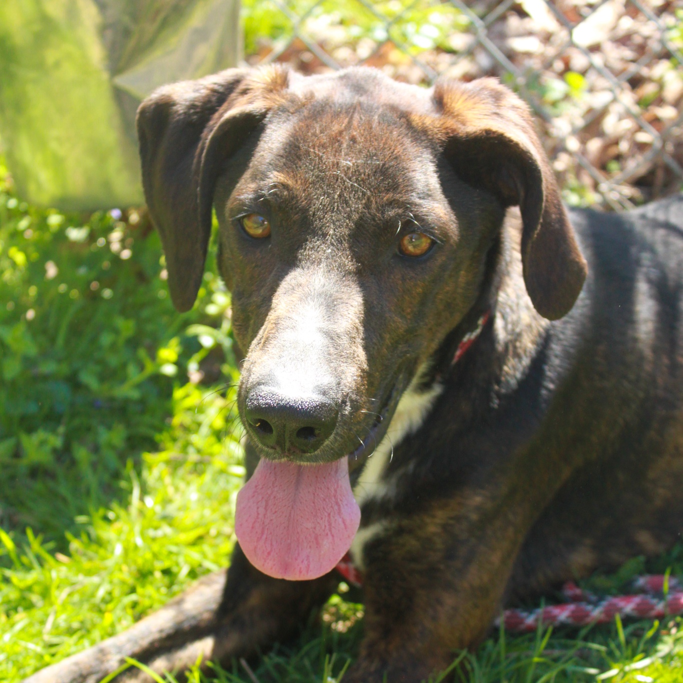 Jett, a Adoptable Plott Hound in Ona, WV image 2/6