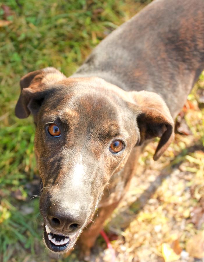Jett, a Adoptable Plott Hound in Ona, WV image 3/6